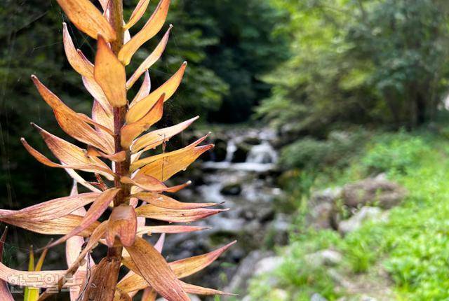 김삿갓 주거지로 가는 길에 가을이 내려앉았다. 계곡에 맑은 물소리가 끊이지 않는다.