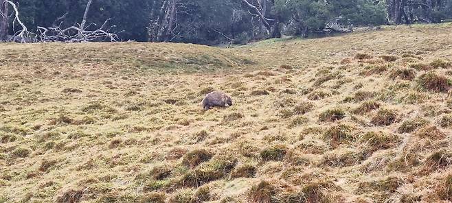 사람의 흔적 없는 곳에 오지탐사대를 반겨주는 유일한 동물 웜뱃. 이끼와 풀을 먹고 자라는 웜뱃은 트레커들의 사랑을 독차지 한다. 정병선기자