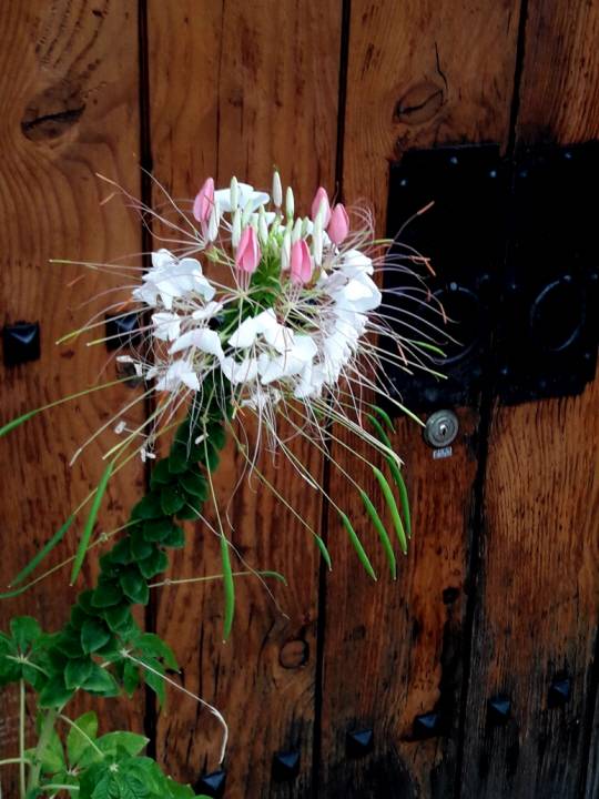 : 서울 서대문구 돈의문역사박물관 한옥 대문 앞에 핀 족두리꽃. 족두리꽃은 사립문 밖에 피어 집에 들르는 사람을 맨 먼저 반겨주는 꽃이었다. 2018년 8월 촬영