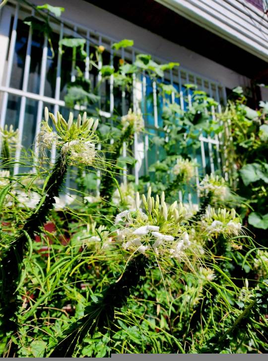 : 하얀색 족두리꽃 무리가 창살을 타고 올라가는 호박 넝쿨과 함께 피어있다. 서울 용산 삼각지. 2022년 9월8일 촬영