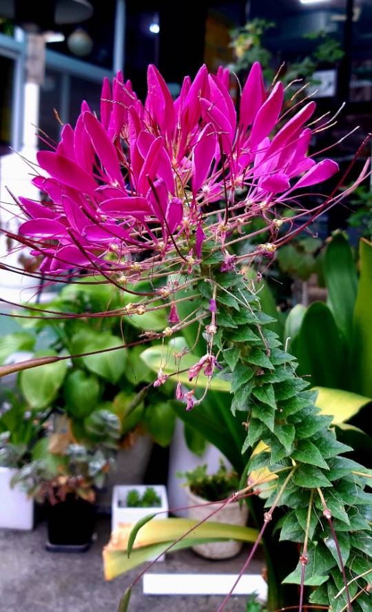 : 족두리꽃은 흰색 붉은색 진분홍색 연분홍색 등 형형색색의 색깔과 진향 향기를 풍긴다. 진분홍색 족두리꽃. 2020년 10월25일 서울 용산 꽃집에서