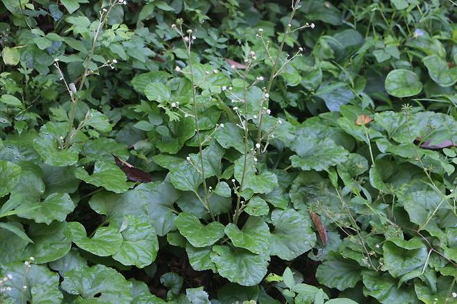 무리지어 꽃이 핀 멸가치.