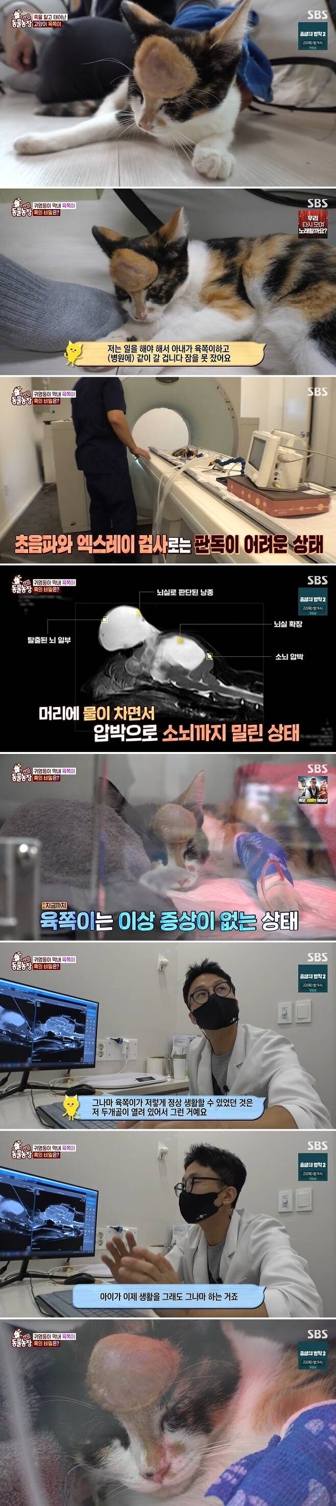 What about the secret of the super bump that covers baby Cats forehead?On September 18th, SBS Animal Farm revealed the story of Cat s six sides with a super large bump covering the forehead.Baby Cat six teeth had a very small bump on her forehead from birth.Over time, it would naturally disappear, but as the size grew, the lump grew together, and now it is big enough to be a night, and it is now covering the forehead of six sides.Fortunately, the six sides are only wearing a bump on their head, and they are playing well, eating well, and being very active.However, as the bump grows bigger and the eyes are pressed, the vision is getting narrower, and in recent years, the time spent alone has increased rather than playing with the brothers.As a result of hospital treatment, the Identity of the hump was Brain in the six sides.The shocking result that Brain came out was that the guardians took the six-sided to a large hospital in Seoul and decided to perform surgery.The exact name of the disease is Brain, which is a bottle of water in the empty space with a hole in the brain.