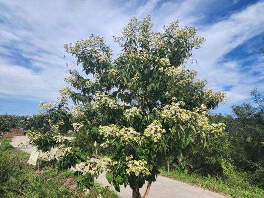 청양군이 지난 2018년부터 2021년까지 4년간 지천변 등 28km 구간에 심은 칠자화 2000여 그루가 만개해 아름다운 자태와 향기를 뽐내고 있다.사진=청양군 제공