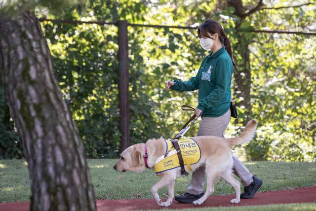 20일 용인 삼성화재안내견학교에서 안내견이 훈련 받는 모습(사진=삼성)