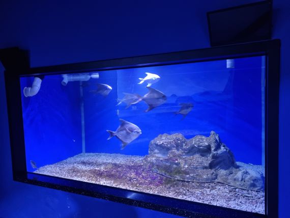 전남도해양수산과학관이 국내 최초로 수족관에서 살아있는 병어류(덕대)를 전시한다. 사진=전남도해양수산과학관 제공
