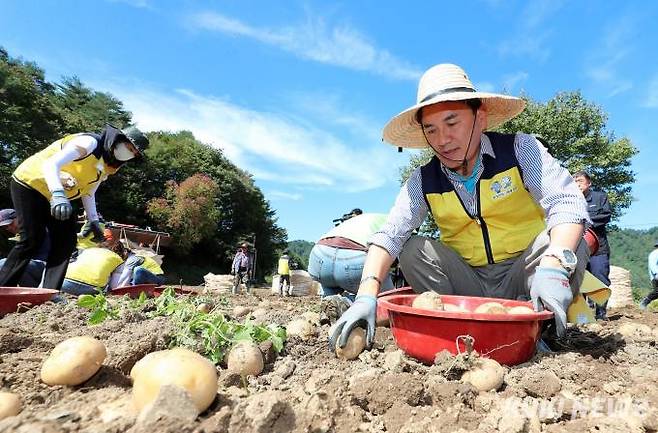 23일 김진태 강원도지사와 도청 농정국 직원 20여명이 정선 임계면 감자 재배 농가를 방문해 2000평 규모의 수확을 도왔다. (강원도 제공)