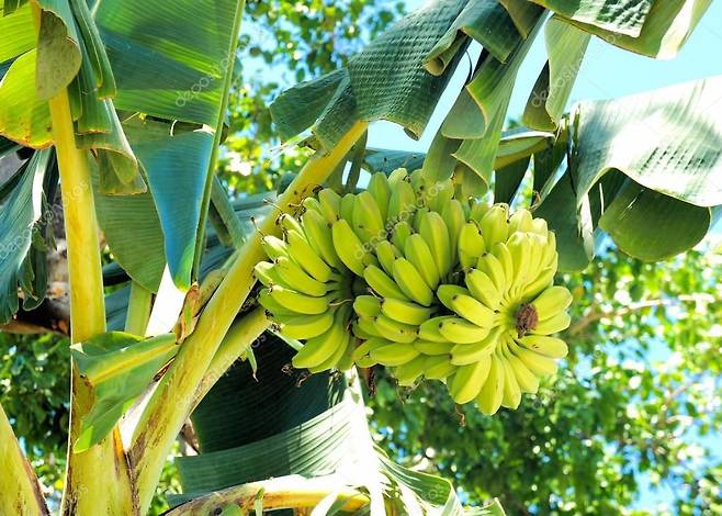 필리핀 바나나 농장의 풍경. /트위터 캡처