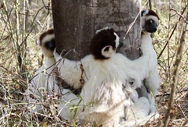 마다가스카르 여우원숭이의 일종인 베록스시파카 무리가 주변보다 시원한 나무를 껴안아 열을 방출하고 있다. 클로이 첸=크라우스 외 (2022) ‘국제 영장류학 저널’ 제공.