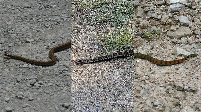 왼쪽부터 차례로 누룩뱀, 살모사, 꽃뱀(유혈목이) (사진=네이버 '지식백과')