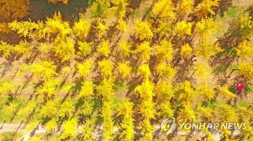 홍천 은행나무숲 [연합뉴스 자료사진]