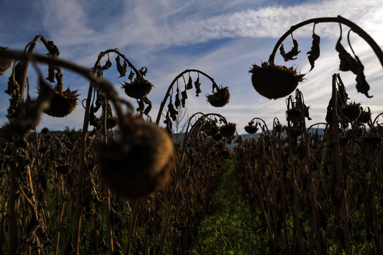 This photograph taken on Aug. 24 shows withered sunflowers due to the drought in the region of Rhone-Alps near Lyon in southeastern France. [AFP/YONHAP]