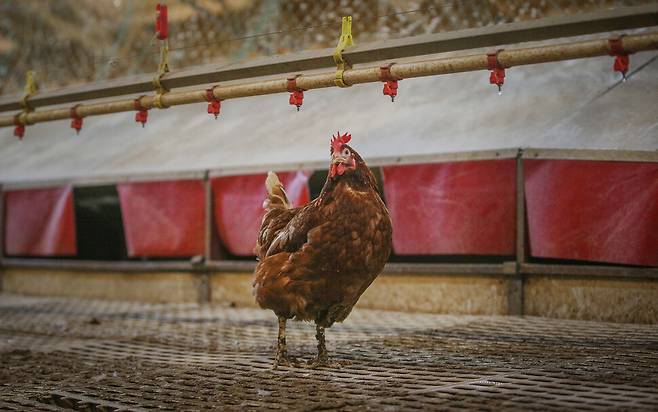 2014년 2월 고병원성 조류인플루엔자(AI) 발생 지역 인근에 있어 3만여 마리에 대한 살처분이 실시된 국내의 한 동물 복지농장에서 숨어있던 닭 한 마리가 살처분이 끝난 텅 빈 계사에 나와 두리번거리고 있다. 신소영 기자 viator@hani.co.kr