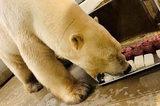 콜럼버스 동물원에서 북극곰에게 고기와 지방 덩어리를 놓고 어느 것을 먹는지 실험했더니 예상과 달리 둘을 비슷한 비율로 골랐다. 데본 세이브, 콜럼버스 동물원 제공.