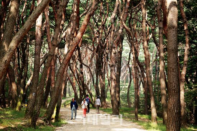 산책하기 좋은 융건릉의 소나무 숲