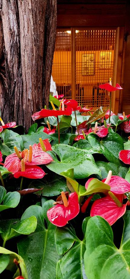 저녁 무렵 꽃잎과 포엽이 비에 촉촉히 젖은 안스리움. 노무현 대통령이 좋아했고 외국인 관광객이 자주 찾는 경복궁 옆 서촌마을 토속촌 삼계탕 한옥 마당에 우람한 향나무를 에워싸고 있다. 2022년 7월11일 촬영