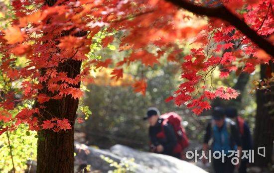 완연한 가을 날씨를 보인 21일 서울 강북구 북한산국립공원에 단풍이 물들고 있다./김현민 기자 kimhyun81@