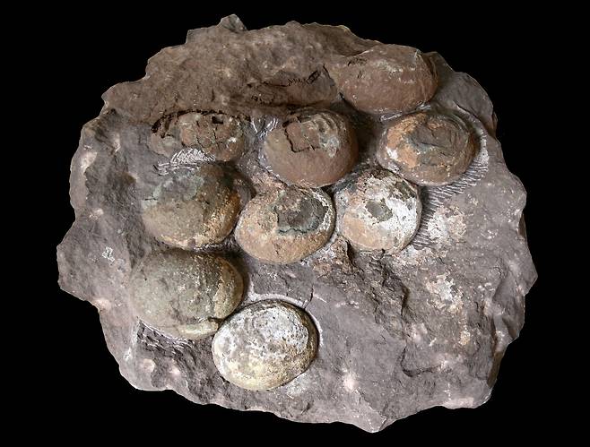 서대문자연사박물관이 관리 중이던 공룡알둥지 화석. (문화재청 제공)