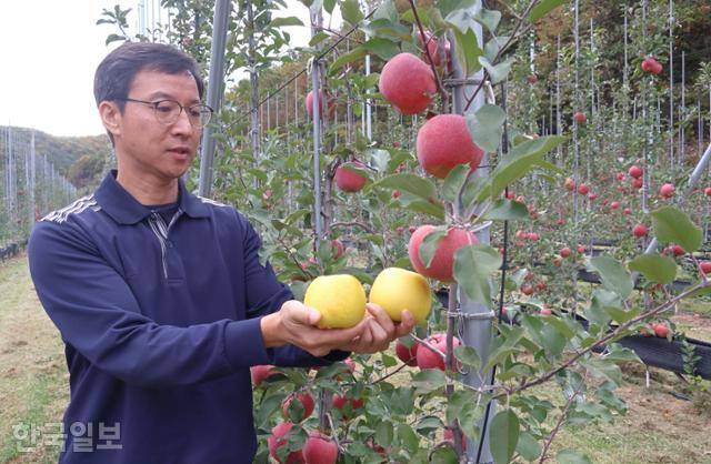 이용정 청송농업기술센터 직원이 경북 청송군 주왕산면 한 과수원에서 군이 집중 육성하는 황금사과(시나노골드)와 가장 많이 재배 중인 부사를 비교하고 있다. 청송=정광진 기자