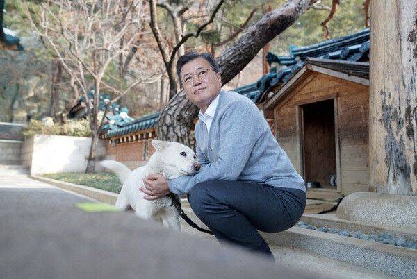 문재인 전 대통령이 지난 2021년 2월 12일 청와대 관저에서 북한 김정은의 선물인 풍산개 곰이와 함께 사진을 찍었다. /청와대