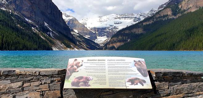 레이크 루이스 주변에는 곰을 비롯한 많은 야생 동물들이 서식하므로 주변을 산책할 때 주의가 필요하다
