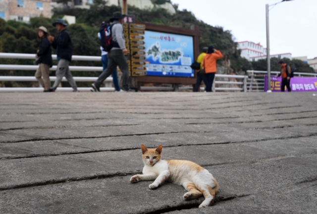 지난달 2일 전남 신안군 홍도의 선착장에 한 고양이가 누워있다. 홍도=이한형 기자
