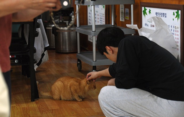 지난달 2일 전남 신안군 홍도의 한 식당에 방문한 손님이 식당에 들어온 고양이를 쓰다듬고 있다. 홍도=이한형 기자