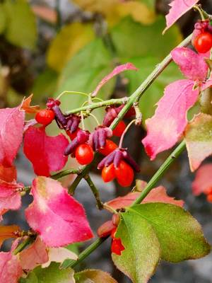 화살나무 사촌격인 회잎나무 붉은 열매. 전문가가 아니고는 구분하기 힘들다. 11월1일 서울 용산 아모레퍼시픽 빌딩 정원서 촬영