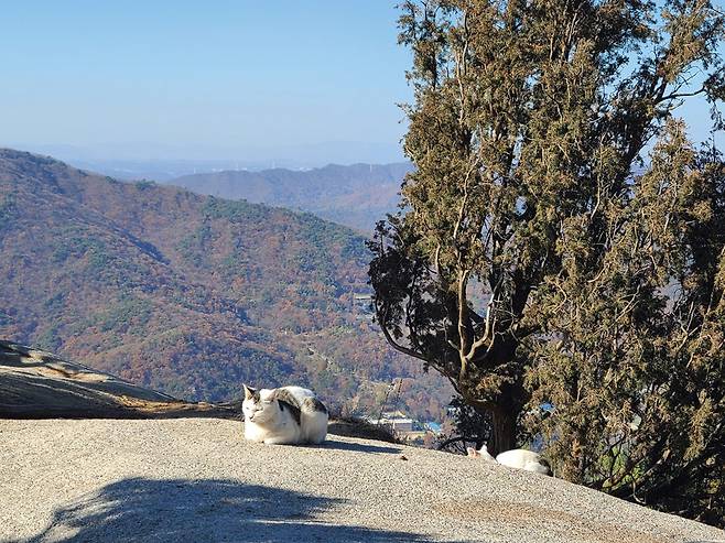 북한산 숨은벽 능선에 살고 있는 들고양이.