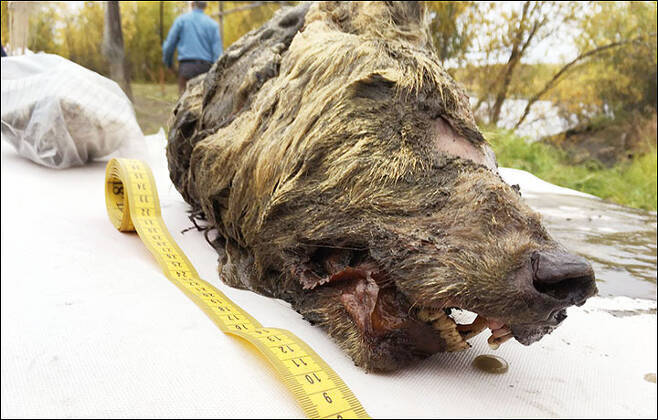 지난 2019년 시베리아 영구동토층에서 발견된 고대 늑대의 머리