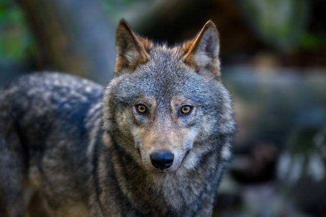 호전성을 높이는 기생충에 감염된 늑대는 무리의 우두머리가 될 가능성이 높다는 연구 결과가 나왔다. 게티이미지뱅크 제공