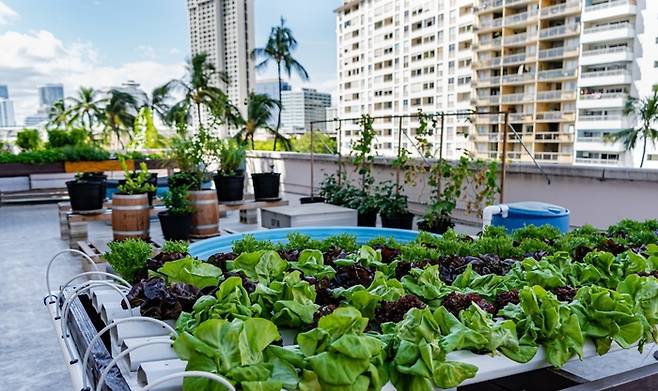 프린스 와이키키 건물 루프톱에서 직접 식자재를 재배한다. /사진= 프린스 와이키키