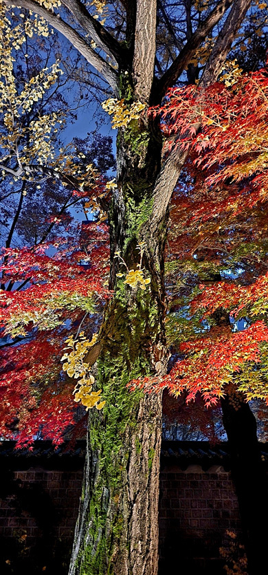 서울 덕수궁 정원에 조성된 단풍나무가 노란 은행잎과 나무줄기의 푸른 이끼와 더불어 총천연색의 향연을 펼치고 있다.11월13일 촬영