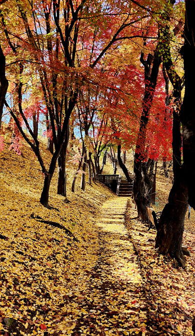 서울 용산 대통령실 인근 산책로. 노란 은행나무 잎이 떨어긴 길 위를 울긋불긋 단풍나무 잎이 피어 있다. 11월17일 촬영