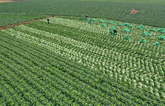 지난 21일 전남 해남군 문내면 석교리의 한 배추밭에서 농민들이 배추를 수확하고 있다. (사진=연합뉴스)