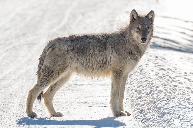 북미 지역에 서식하는 회색 늑대 - 네이처 제공