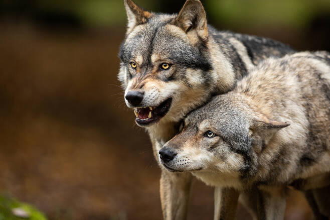 늑대의 북미 아종인 회색늑대가 신경 기생충인 톡소포자충에 감염되면 성격이 대담하고 공격적으로 바뀐다는 사실이 장기연구로 밝혀졌다. 게티이미지뱅크