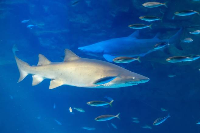 메인 수조 속을 유영하는 샌드타이거상어. 롯데월드 아쿠아리움 제공.