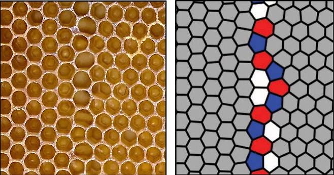 정육각형 방을 만들 수 없게 제시된 틀에 형성된 불규칙한 꿀벌 방  [PNAS, Peleg et al. 제공/ 재판매 및 DB 금지] photo@yna.co.kr