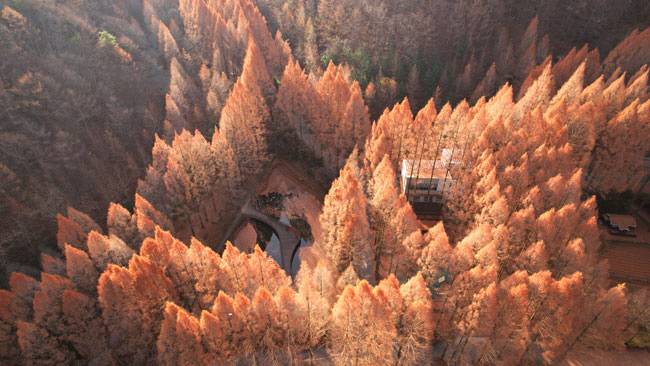 가을색으로 물든 장태산 자연휴양림의 메타세쿼이아 나무. 낙엽 지는 침엽수인 메타세쿼이아는 가을의 끝에서 마지막으로 물든다. 과거에는 화려한 활엽수 단풍에 밀려 아무도 거들떠보지 않았으나, 최근 침엽수 단풍을 찾는 이들이 많이 늘었다.