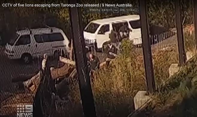 2차 울타리를 넘은 새끼 사자 1마리는 마취총에 맞고 사육장으로 되돌려졌다. ‘9 뉴스 오스트레일리아’ 화면 갈무리.