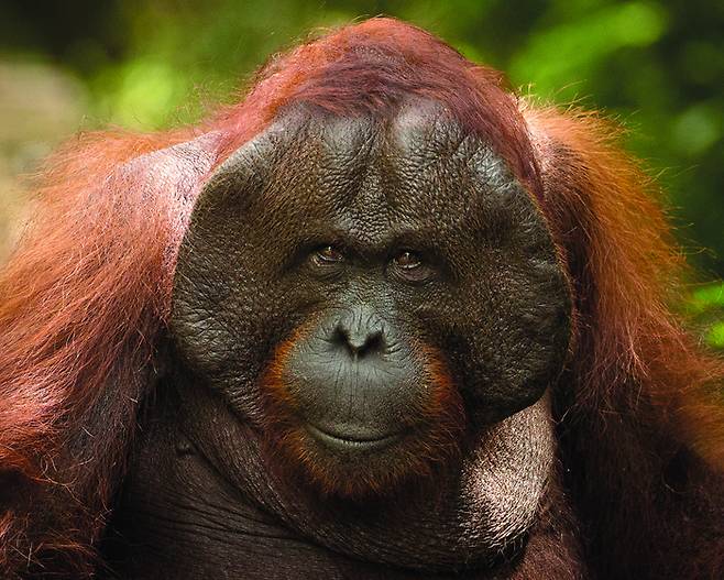 인도네시아 보르네오섬 탄중푸팅국립공원에 사는 성체 수컷 보르네오오랑우탄. 특이한 8자 모양의 안면 구조를 가졌다. 바다출판사 제공.
