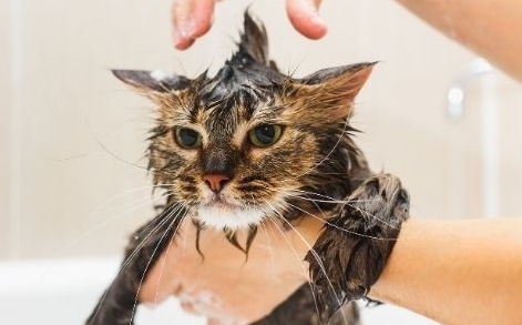 고양이는 흐르는 물을 앞발로 건드리는 장난은 즐기지만, 전신 목욕은 극도로 싫어한다.