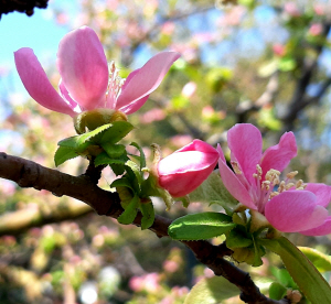 서울 용산 대통령실의 모과나무 꽃이 피어있다.2021년 4월16일 촬영