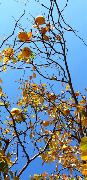 서울 용산 국방부 영내 우람한 모과나무에  노란 열매가 주렁주렁 달려 있다. 2020년 11월23일 촬영