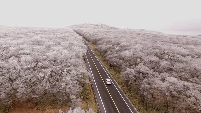 한라산 눈꽃 장관 사이를 가로지르는 '1100도로'