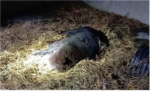 지난 8일 울산 울주군 범서읍 한 농장에서 사육장을 탈출한 반달가슴곰 한 마리가 포획단에 의해 사살됐다. 이 곰은 60대 농장주 부부를 해친 것으로 추정되고 있다. /사진=울주군 제공