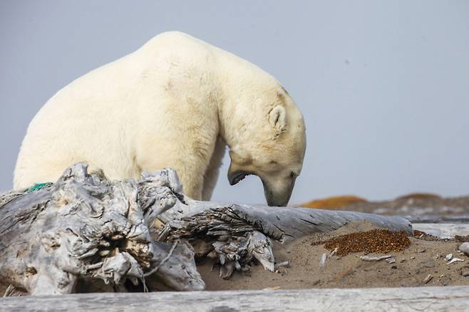 식사를 마친 후 하품하는 북극곰.