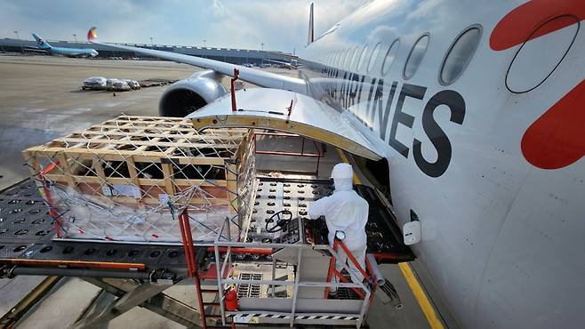 네팔로 가는 국산 젖소 101마리가 22일 오전 인천국제공항에서 아시아나항공 특별전용기에 태워지고 있다. /사진=농식품부