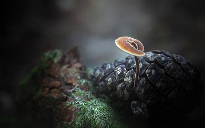 솔방울털버섯 -봄부터 가을까지, 소나무 숲 바닥에 떨어진 솔방울들을 유심히 관찰해보면 발견할 수 있다. 박상영 제공
